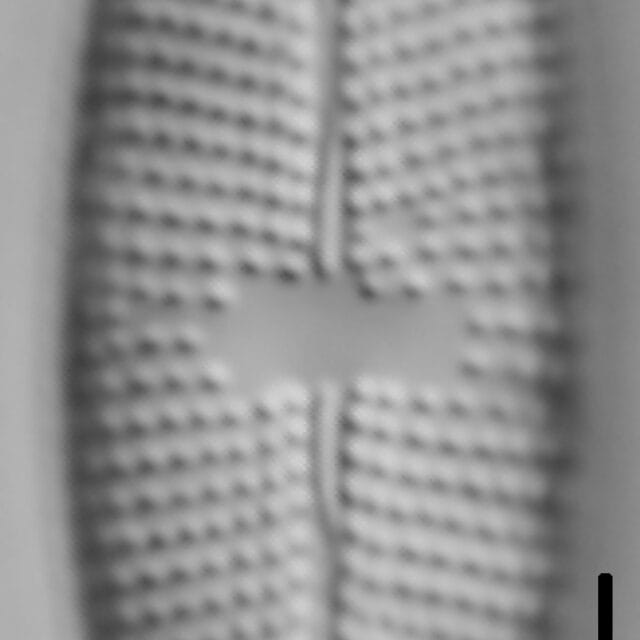 Mastogloia lacustris LM3