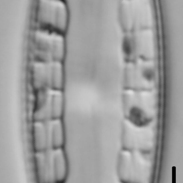 Mastogloia lacustris LM4