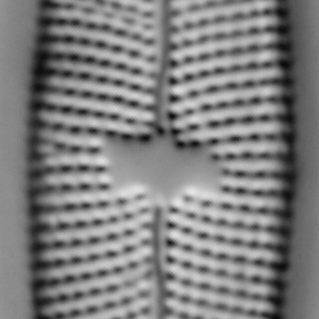 Mastogloia lacustris LM5