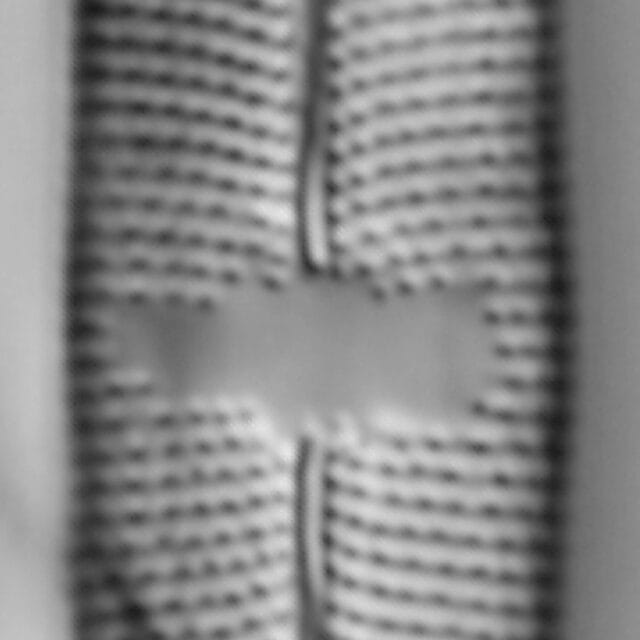 Mastogloia lacustris LM6