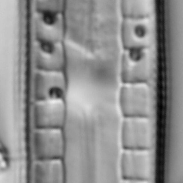 Mastogloia lacustris LM7