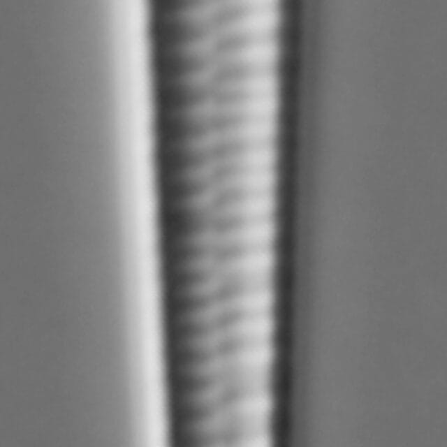 Meridion circulare LM2