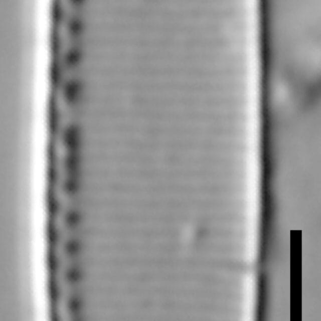 Nitzschia minuta LM2