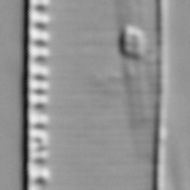 Nitzschia minuta LM3