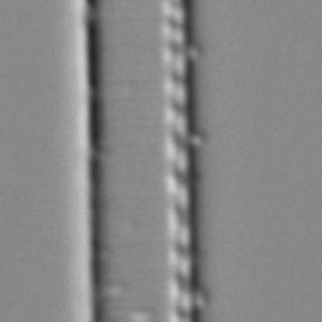 Nitzschia gracilis LM6