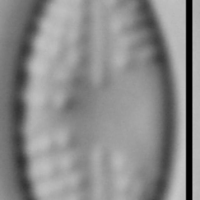 Navicula ingenua LM1