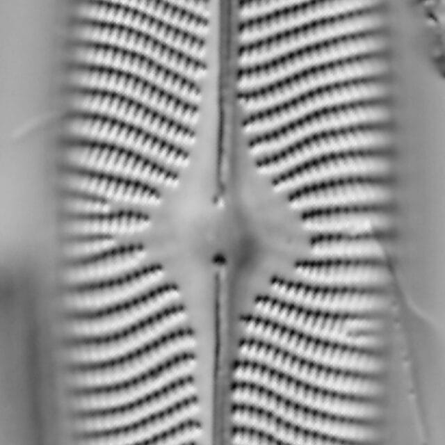 Navicula vulpina LM5