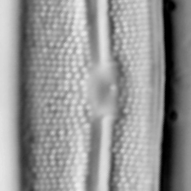 Frustulia neomundana LM5