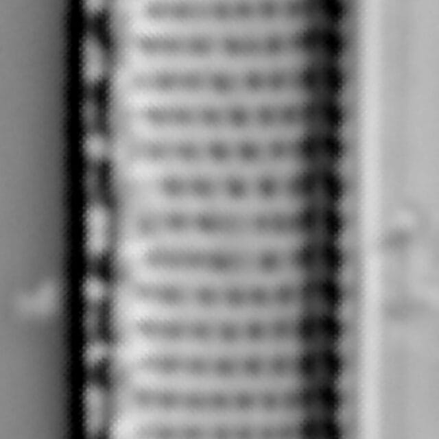 Nitzschia amphibia LM3