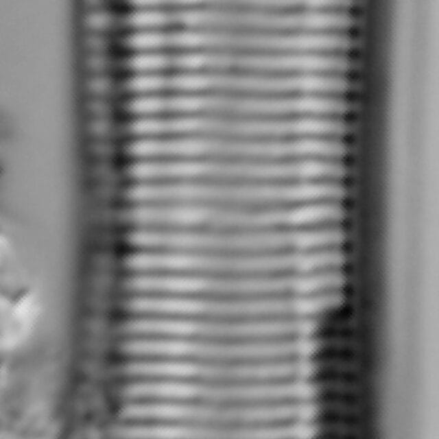 Tryblionella hungarica LM5