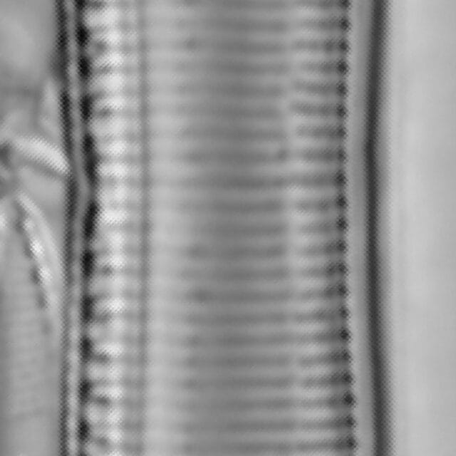 Tryblionella hungarica LM4