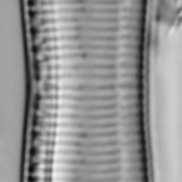 Tryblionella hungarica LM2