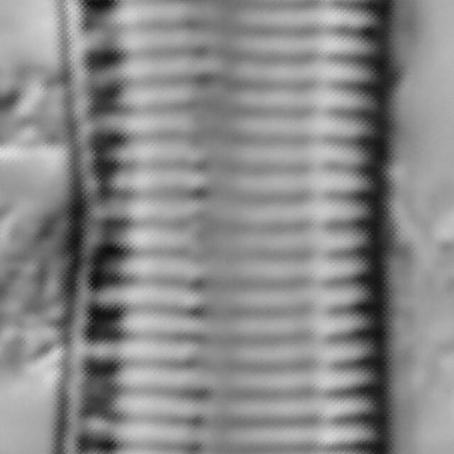 Tryblionella hungarica LM1