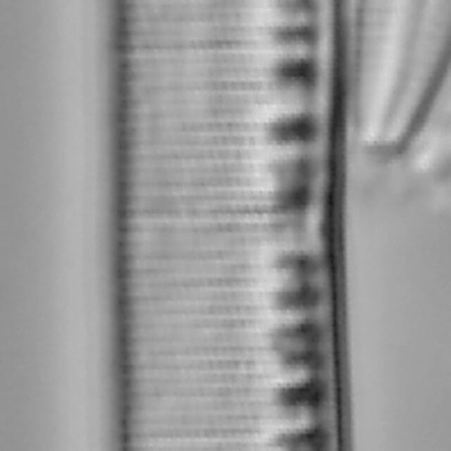 Nitzschia linearis LM3