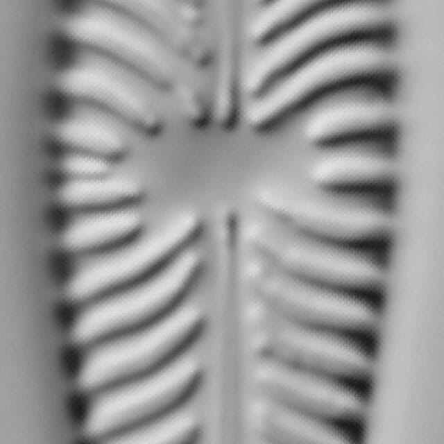 Gomphoneis olivaceum LM1