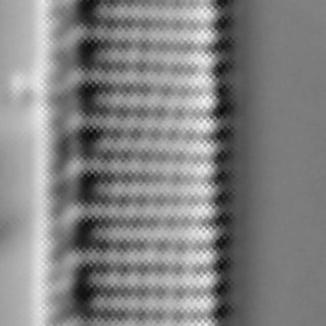 Nitzschia oregona LM1