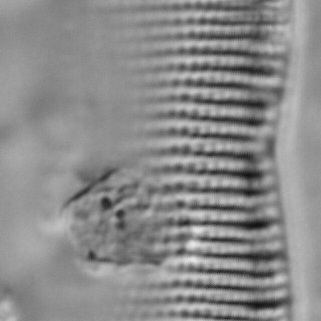 Psammodictyon constrictum LM1