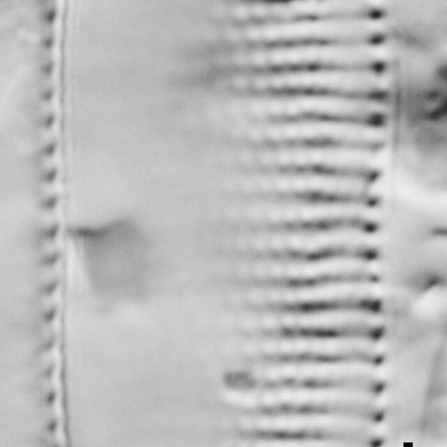 Psammodictyon constrictum LM5