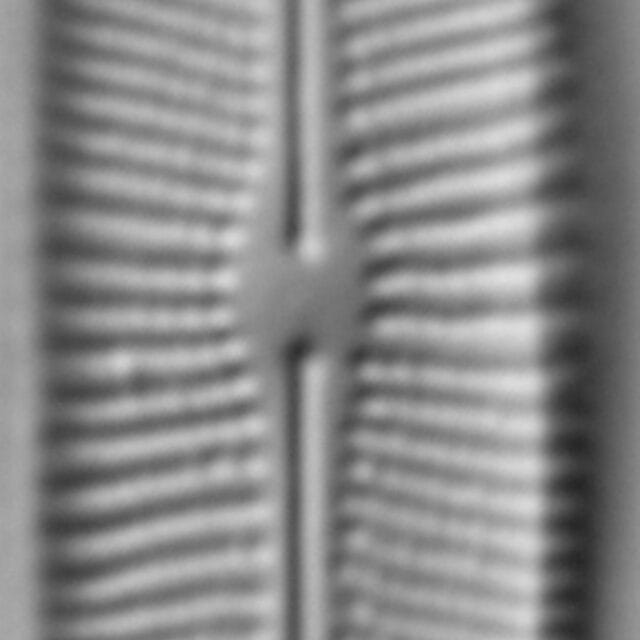 Prestauroneis protracta LM3
