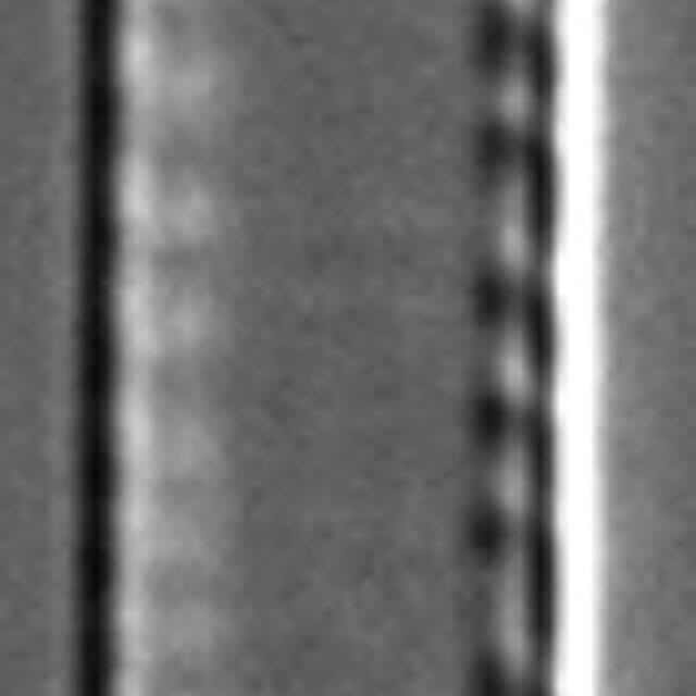 Nitzschia paleacea LM5