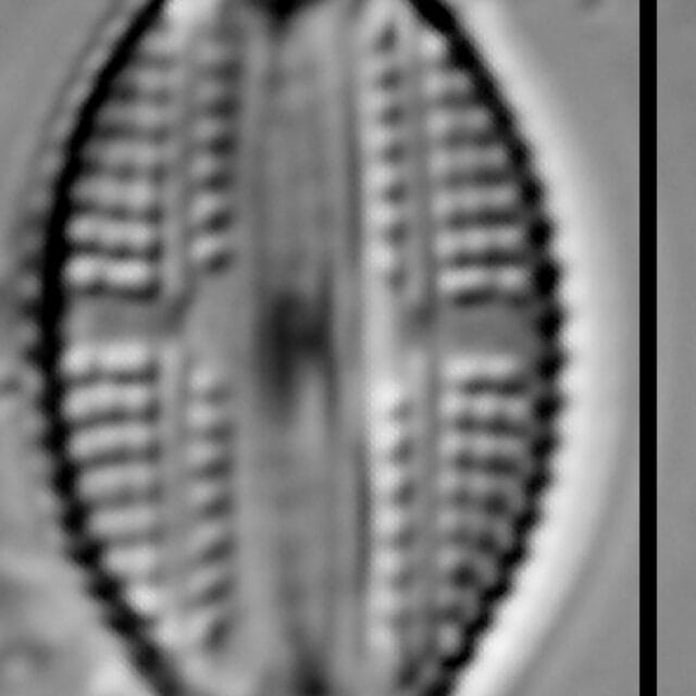 Amphora pediculus LM7