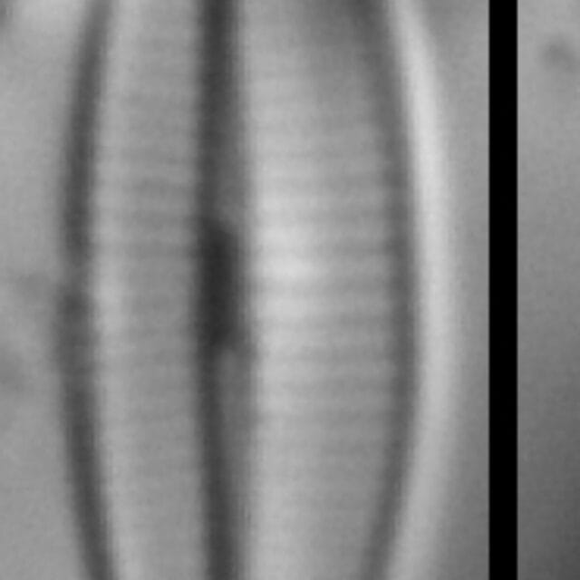 Craticula molestiformis LM3