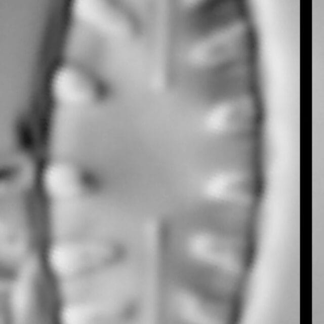 Hygropetra balfouriana LM3