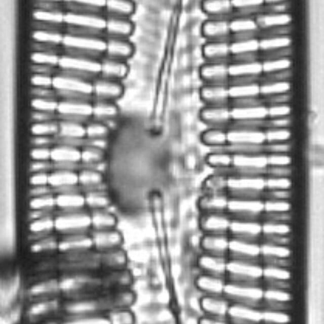 Pinnularia streptoraphe LM9