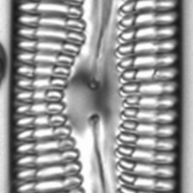 Pinnularia streptoraphe LM8