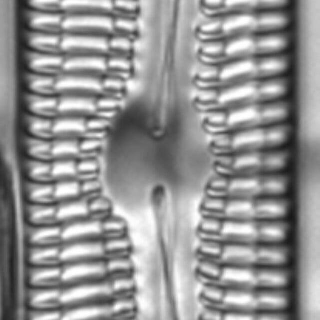 Pinnularia streptoraphe LM6