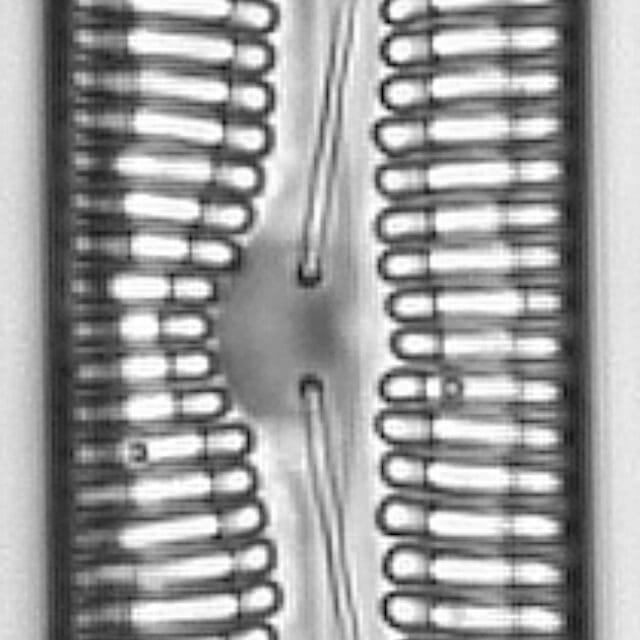 Pinnularia streptoraphe LM5