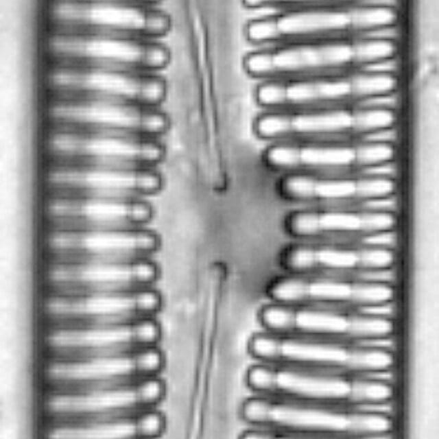 Pinnularia streptoraphe LM4