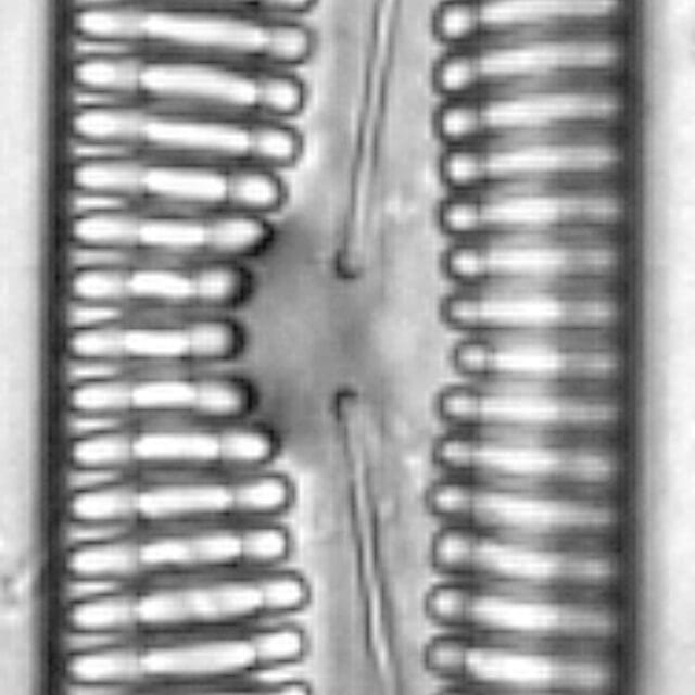 Pinnularia streptoraphe LM3