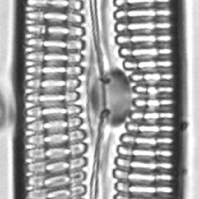 Pinnularia streptoraphe LM2