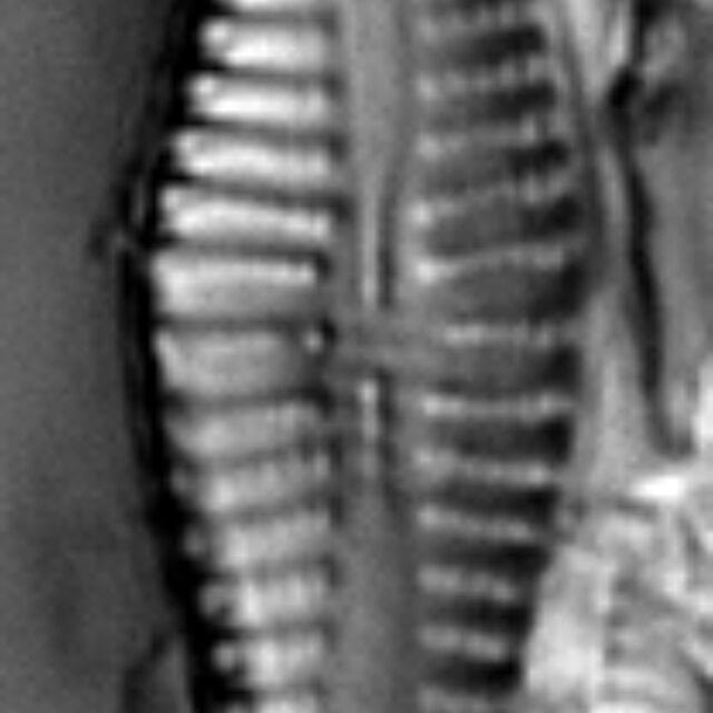 Gomphonema pusillum LM3