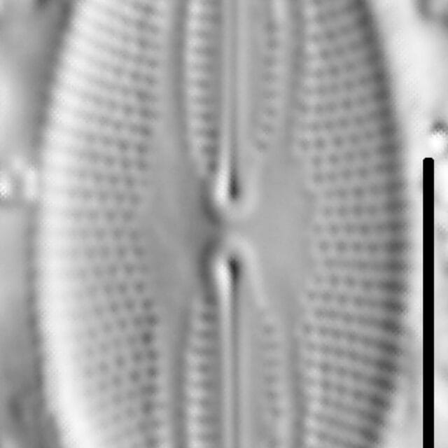 Fallacia pygmaea LM6