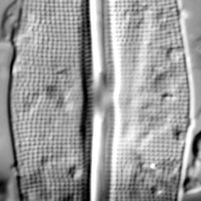 Frustulia quadrisinuata LM4