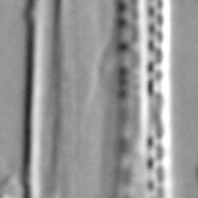 Nitzschia reversa LM4