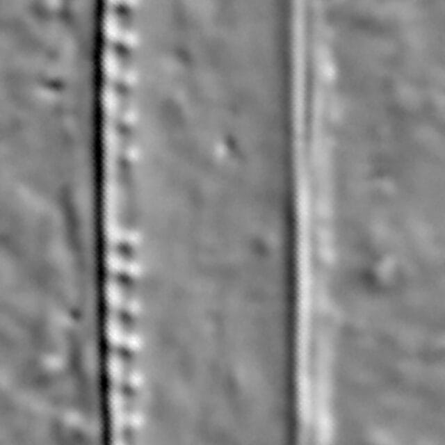 Nitzschia reversa LM2