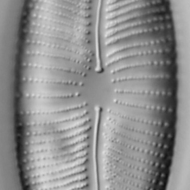 Rexlowea navicularis LM4