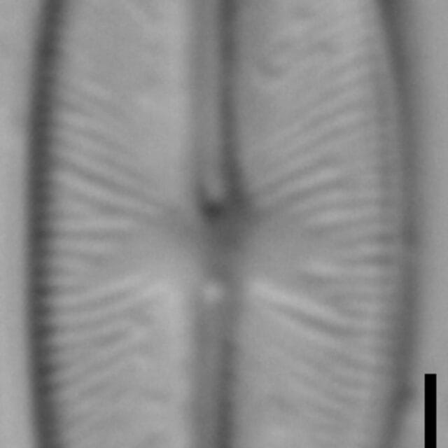 Sellaphora stauroneioides LM5