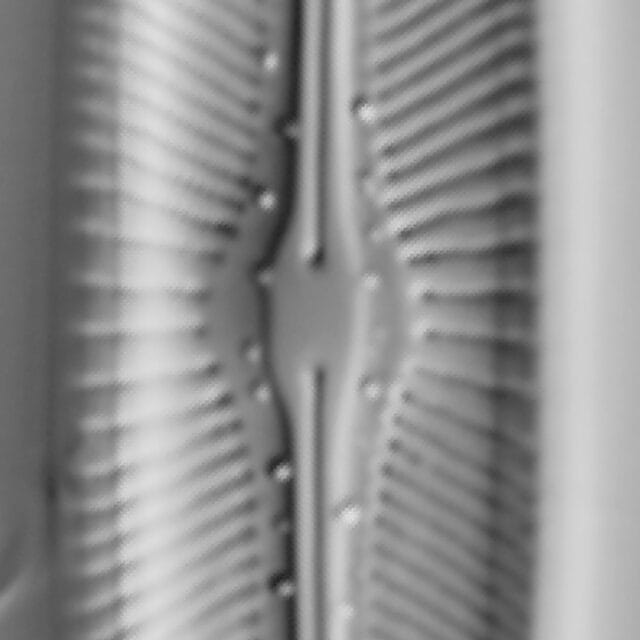 Sellaphora bacillum LM3