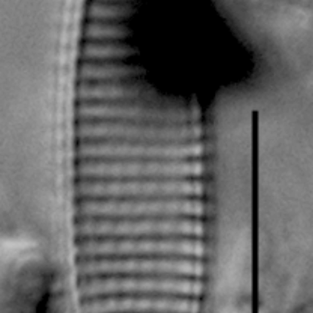 Nitzschia silicula var. commutata LM2