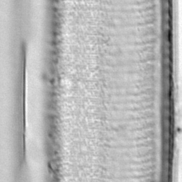 Tryblionella gracilis LM4