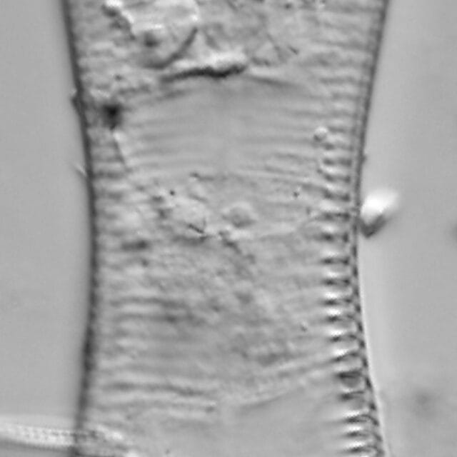 Cymatopleura solea LM3