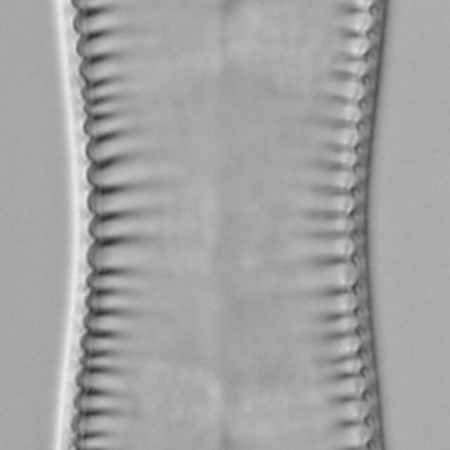 Cymatopleura solea LM4