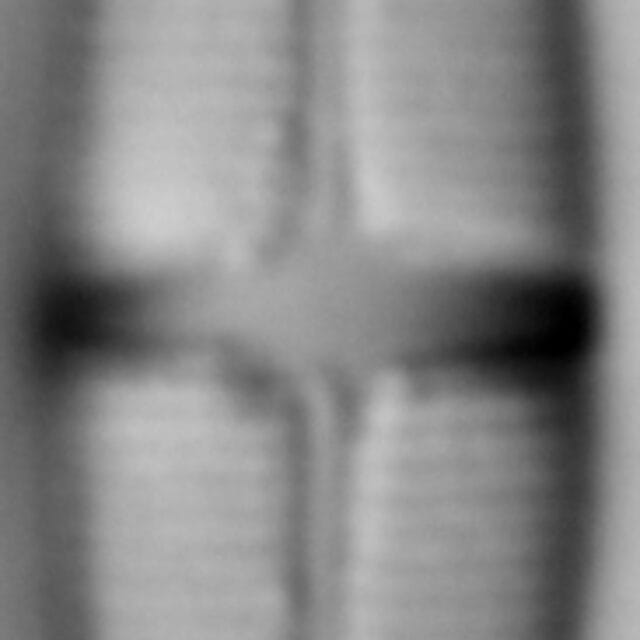 Stauroneis smithii var incisa LM6