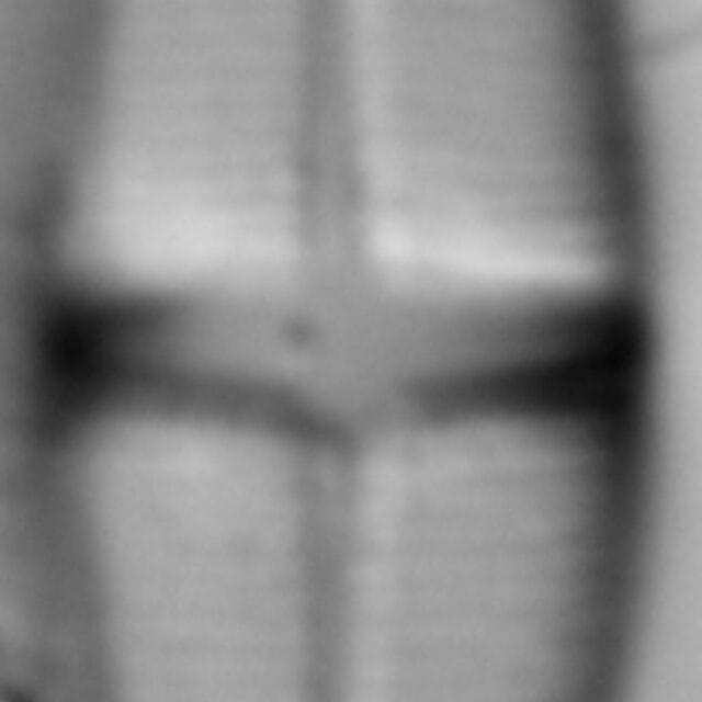 Stauroneis smithii var incisa LM5