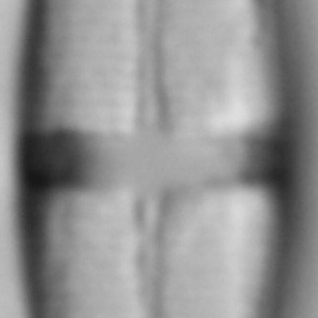 Stauroneis smithii var incisa LM4