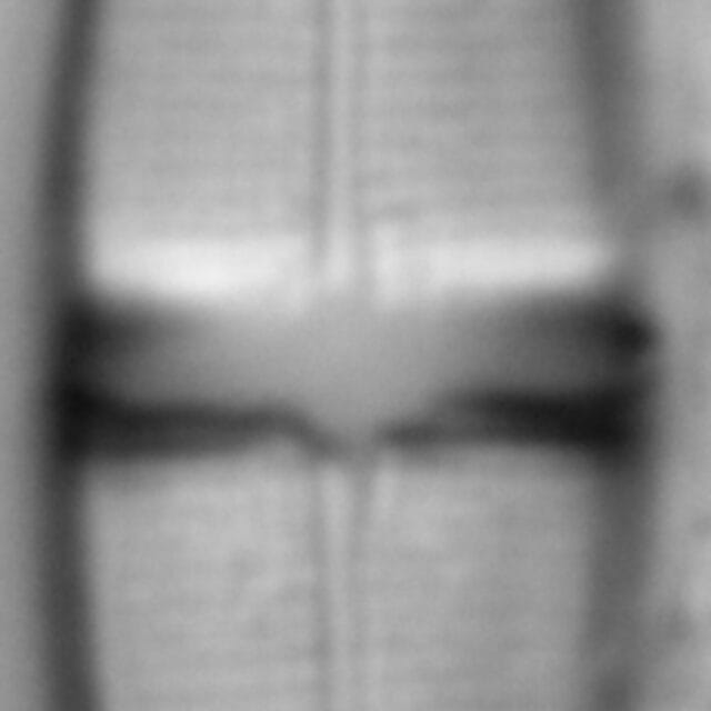 Stauroneis smithii var incisa LM2